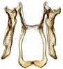 Connective: !! display not done !! on Adama Dlabola, 1980: Adama sp., connective and styles, ventrally (INHS). (Observation).