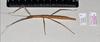 CollectionObject 1597630; 6df43b93-5df6-4a26-a9cb-5a053f30b9e2: copyright QM. female, dorsal view (paratype). (CollectionObject).