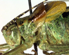 CollectionObject 1500670; 9c4de384-bf0d-477b-a787-411b70b94898: male head and pronotum, lateral view (holotype of Poecilimon poecilus). (CollectionObject).