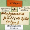 CollectionObject 1576217; f45755fb-bc57-42d0-b85b-111fce96736d, DORSA BA000297S01: labels (paralectotype). (CollectionObject).