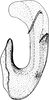 Aedeagus, lateral view on Arocephalus (Arocephalus) longiceps (Kirschbaum, 1868): Aedeagus, lateral view. (Observation).