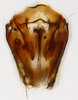 Subgenital plate: !! display not done !! on Scaphytopius speciosus (Van Duzee, 1923): (Observation).