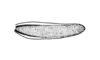 Staleochlora viridicata orientalis Roberts & Carbonell, 1992: Fig. 21C. tegmen. (Otu).