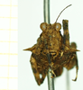CollectionObject 1532929; bd45044c-377f-4903-9dcb-092866d5a0c3: male, frontal view (no type). (CollectionObject).