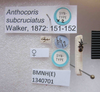 Oxycarenus (Pseudoxycarenus) subcruciatus (Walker, 1872) now Oxycarenus (Pseudoxycarenus) maculatus Stål, 1855: Anthocoris subcruciatus. Syntype. (BMNH) - (CC BY-NC 4.0) Photo by Stuart Cole, reproduced with permission from the Natural History Museum, London, UK. (Otu).