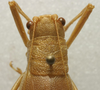 CollectionObject 1567105; 5974d677-f1e7-442a-9fac-e98331de1415: female pronotum, dorsal view (paralectotype). (CollectionObject).