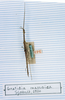 CollectionObject 1563733; a073f7d3-e448-467c-9718-f943e4ed3525: copyright MNHN, Paris. male (syntype). (CollectionObject).