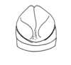 Ceuthophilus (Geotettix) deserticola Barnum, 1964: Fig. 124 (after holotype). male, subgenital plate, caudal view. (Otu).