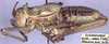 Zichya alashanica Bey-Bienko, 1951: male, lateral view (paratype). (Otu).