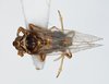 Habitus, dorsal view: !! display not done !! on Pissonotus dentatus Morgan & Beamer, 1949: (Observation).