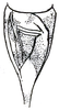 Pl. XII, Fig. 44 (specimen from Texas). stridulatory area of male. Depicts Amblycorypha insolita Rehn & Hebard, 1914, an Otu.