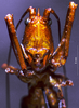 CollectionObject 1534916; BPBM 3224762, df97ddc0-3d80-4d67-bbcd-943194a98e75: female frons (paratype). (CollectionObject).
