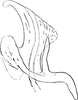 Aedeagus, lateral view on Arboridia (Arboridia) velata (Ribaut, 1952): Aedeagus, lateral view. (Observation).