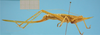 CollectionObject 1542657; 1d40070c-29b1-4e73-8759-b94cad83691b: female lateral view (holotype). (CollectionObject).