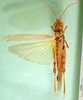 CollectionObject 1502153; b2009307-bb08-4891-93c3-1510fcd7fb17: male, dorsal view (paralectotype). (CollectionObject).