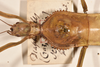 copyright OUMNH. female: head & thorax, dorsal view of synonym Diapherodes (Cranidium) serricollis (holotype). Depicts CollectionObject 1558168; 9b29c815-c378-46e4-9318-b7c2e4ddb2f5, a CollectionObject.