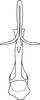 Aedeagus, ventral view on Anufrievia symmetrica Yang & Zhang, 2018: Aedeagus, ventral view. (Observation).