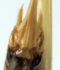 CollectionObject 1534486; c502f5fa-f03e-441e-9138-6497a997861a: female subgenital plate (syntype of Conocephalus nigropunctatus). (CollectionObject).