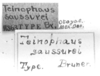 CollectionObject 1524818; 3700c52e-640c-400e-999d-05e38bd23156: labels (lectotype). (CollectionObject).