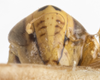 Head on Colladonus rupinatus (Ball, 1911): (Observation).