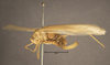 CollectionObject 1507307; 003bf091-9fd4-45dd-bbff-6d862f854339: female, lateral view (holotype of Anaulacomere maranona). (CollectionObject).