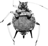 Habitus, dorsal view.: Body of A. craccivora. (Observation).