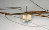 CollectionObject 1559439; NMW 490, 1b12f775-b409-4fa3-920e-c814fcca316f: copyright NMW, Vienna. male: head and thorax, lateral view (holotype). (CollectionObject).