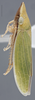 Habitus, lateral view on Draeculacephala antica (Walker, 1851): Lateral. Green color variation. (Observation).
