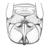 Ceuthophilus (Ceuthophilus) secretus Scudder, 1894: Fig. 741. subgenital plate of male. (Otu).