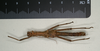 CollectionObject 1558669; 908102b0-3688-44ee-9ea8-1ff176fb8969: copyright MIZ, Warsaw. male, ventral view (lectotype). (CollectionObject).