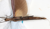 CollectionObject 1558659; NMW 147, 535edfe2-1d98-4047-a27d-4804d7e91d0c: copyright NMW. female, ventral view (holotype). (CollectionObject).