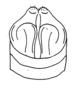 Ceuthophilus (Ceuthophilus) nevadensis Barnum, 1964: Fig. 114 (after holotype). male, subgenital plate, caudal view. (Otu).