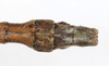 CollectionObject 1557314; 45f89d24-1a96-4478-9e78-82cb6e4f0af8: copyright NMW, Vienna. male: end of abdomen, dorsal view (holotype). (CollectionObject).