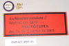 CollectionObject 1575642; NHMUK(SF IMPORT DUPLICATE) 845141, 45894c45-51ae-4578-93ae-958ce2f2d437: copyright Natural History Museum, London. male of Orthomeria pandora, data labels (paralectotype). (CollectionObject).