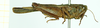 CollectionObject 1532565; 84bfe1a1-a230-49c1-b548-a707db3dc6a0: female, lateral view (holotype). (CollectionObject).