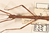 CollectionObject 1559963; 5403bf9f-7eb5-4fc7-89cb-4994d6299192: copyright OUMNH. male: head & thorax, dorsal view of synonym Lonchodes steira (holotype). (CollectionObject).