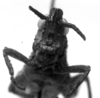 CollectionObject 1543669; a58832f4-f0f1-4b60-bab3-e38cad3ad036: Image Carbonell, C.S. female, frontal view (lectoallotype). (CollectionObject).