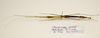 CollectionObject 1595876; 7e2b8d15-0e74-4831-8812-6ab403a08d0e: copyright LKCNH Singapore. female, ventral view (holotype). (CollectionObject).