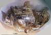 CollectionObject 1505377; 8e7776ff-4e42-416e-a8ed-6b99346a9a94: phallic complex (holotype). (CollectionObject).