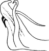 Aedeagus, lateral view: Aedeagus, lateral view. (Observation).