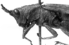 CollectionObject 1524861; 07750dcb-4b78-4a54-8f42-e7d755288f0e: Image Carbonell, C.S. female head and pronotum, lateral view (holotype). (CollectionObject).