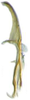 Aedeagus, lateral view: !! display not done !! on Maiestas variabilis (Dash & Viraktamath, 1998): (Observation).