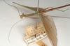 CollectionObject 1562519; f77cd15d-450c-4cbc-9fe5-1788fac2d151: copyright St. Petersburg. male, view showing part of body and data label (probable syntype). (CollectionObject).