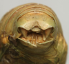CollectionObject 1535210; 39ae5b37-f54f-4a6e-9ef5-258c15636ab3: male cerci (syntype). (CollectionObject).