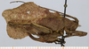 female, lateral view. Depicts CollectionObject 1573216; 39caf16a-bc2a-421a-aff5-85d0af23a12c, a CollectionObject.