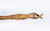 CollectionObject 1557024; 807ad312-522c-41ae-a2e9-14bcc76c50a7: copyright ANSP. male: end of abdomen, dorsal view (syntype). (CollectionObject).;CollectionObject 1557025; 9744693e-f103-4e3f-a20e-3ee15e4bff06: copyright ANSP. male of synonym Bostra jugalis: end of abdomen, dorsal view (syntype). (CollectionObject).