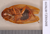 Epilampra bromeliacea Princis, 1965: Holotype, male, ventral. BMNH(E)#878059. (Otu).