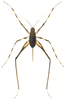 Phalangopsis longipes Serville, 1831: Pl. 12, Fig. 1. "Phalangopsis longipède" female nymph (22 mm without ovipositor). (Otu).