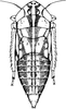 Nymph: (Observation).