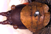 CollectionObject 1517030; b475cc6d-f3ae-4eb4-ab00-352c72b2f67f: female head and pronotum, dorsal view (holotype). (CollectionObject).